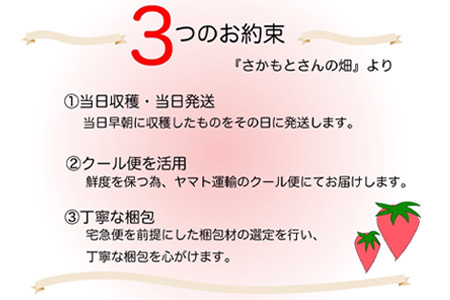 『予約受付』【令和6年1月下旬より順次発送】濃厚苺 さちのか 250g×12パック(合計3kg) 濃厚いちご 苺 イチゴ 果物 フルーツ ビタミン