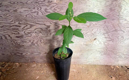 【数量限定】アボカド 苗木 Bタイプ (台木/接ぎ木：ベーコン種) 1本 5号～6号 鉢下から約30cm 観葉植物 水俣産 熊本県産 グリーン 観葉 植物 アボカド ギフト 贈り物 御歳暮 お歳暮 特