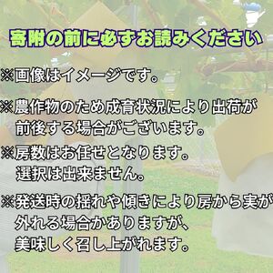 【訳あり】ナガノパープル2kg＜9月より発送開始＞