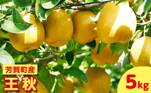 
【2024年先行予約】栃木県芳賀町産「王秋」約5kg | 梨 なし 果物 フルーツ 秋の味覚 産地直送 送料無料 栃木県芳賀町 ※2024年10月下旬～11月下旬頃に順次発送予定 ※離島への配送不可◇
