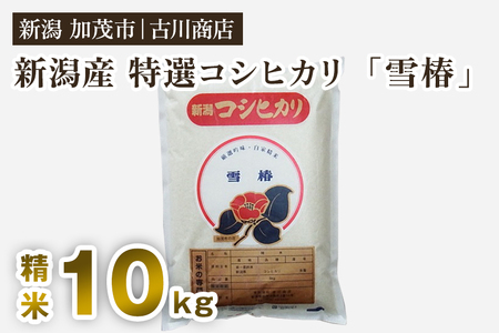 【令和6年産米】新潟県産 特選コシヒカリ「雪椿」精米10kg 白米 お米の専門店 古川商店 |加茂市