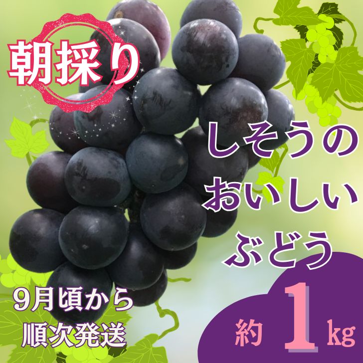【ふるさと納税】令和7年産　先行受付　I6 しそうのおいしい ぶどう　約1kg（9月ごろより順次発送）
