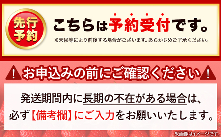 いちご あまおう 先行予約 いちご 大量 540g 選べる発送時期 定期便 フルーツ《2025年2月発送》苺 旬 くだもの 果物 福岡県 鞍手町