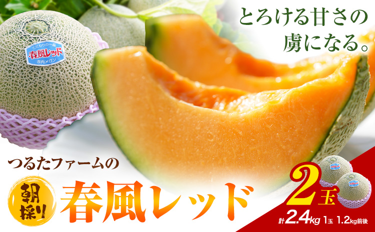 つるたファームの 朝採り 春風レッド メロン 1.2kg前後 2玉 株式会社七城の恵み《4月下旬-5月上旬頃出荷》熊本県 菊池市 メロン つるたファーム