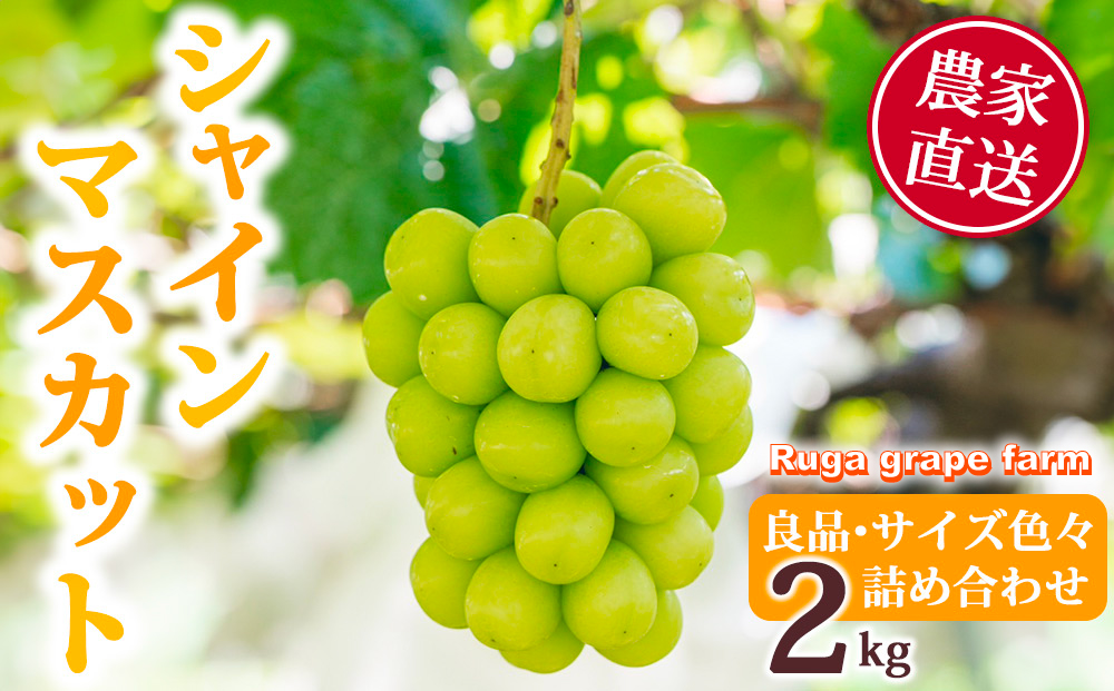 【先行受付2025年発送】シャインマスカット2kg 良品サイズ色々詰め合わせ｜Ruga grape farm※2025年9月上旬~10月中旬頃発送予定