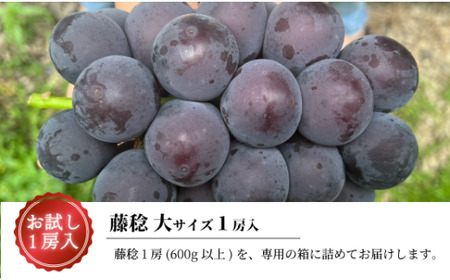 【きよとうファーム】大粒ぶどうの藤稔　お試し１房入　/房600g以上 (岡山県産)【KF-B088-02】