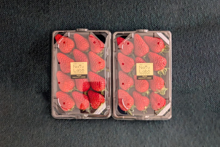 益田のいちご ほしうらら【いちご 苺 イチゴ ストロベリー strawberry 果物 くだもの フルーツ 益田いちご ほしうらら ギフト 冷蔵 先行予約 期間限定 季節限定 数量限定 早期予約 島根