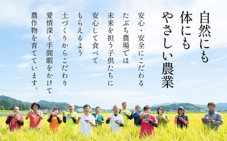 【12回定期便】〈R8年新米予約〉特A 特別栽培米 コシヒカリ 精米 5kg 定期便