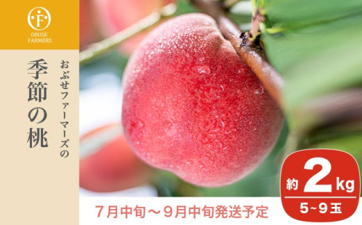 季節の桃 約2kg 5～9玉［ おぶせファーマーズ ］桃 もも モモ ピーチ フルーツ 果物 たまき なつき あかつき 川中島白鳳 なつっこ 川中島白桃 黄金桃 だて白桃 先行予約 長野県産 信州産 クール便 冷蔵便 お取り寄せ 産地直送 数量限定 産地 直送 令和7年産【2025年7月中旬～9月中旬発送】［F-61］