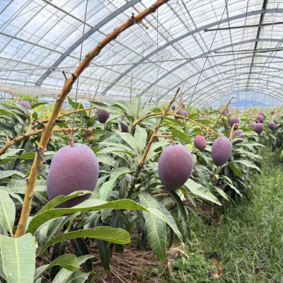 【2026年7月から順次発送・贈答用】富平農園のアーウィンマンゴー1kg(2～3玉)【配送不可地域：離島】