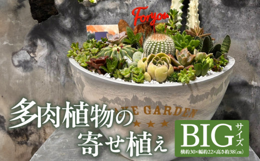 多肉植物の寄せ植え　BIGサイズ_M238-008_04