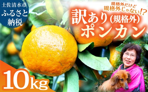 R8.1月下旬発送 規格外だけど規格外じゃない!? 訳あり 足摺ぽんかん 10kg デコポンの親 みかん 柑橘 果物 果実 ミカン  ポンカン フルーツ おやつ デザート 10キロ 美味しい 井村農園【R01486】