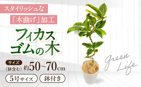 観葉植物 フィカス [ACAL007]観葉植物