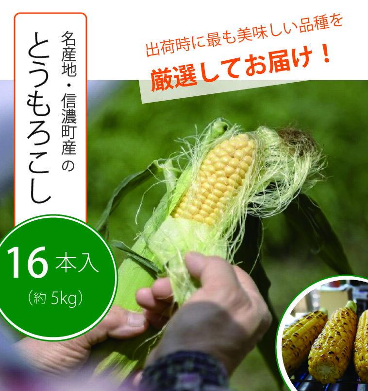 【ふるさと納税】信濃町特産とうもろこし16本セット