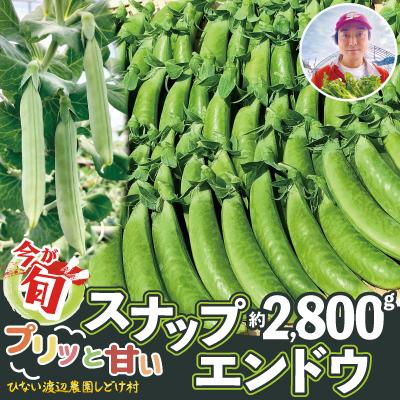 ふるさと納税 大館市 スナップエンドウ  プリッと甘い!約2800g