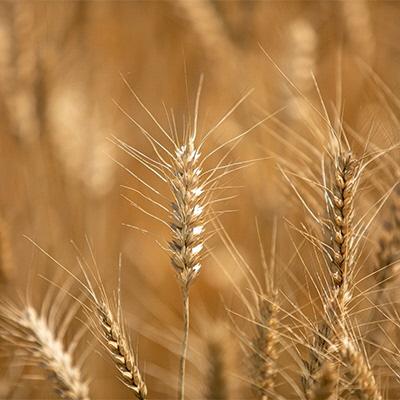 ふるさと納税 瀬戸内市 冷凍ざるうどん 200g×5袋(つけ汁90g×5袋)備前福岡一文字うどん[No.5735-1317] |  | 03
