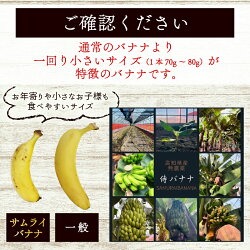 高知県産 侍バナナ｜無農薬・国産・農家直送 手のひらサイズ 3本 贈答用 訳あり 冷凍バナナ フルーツ 果物 ギフト 冷凍フルーツ バナナ サムライ スムージー 贈答用 3本(￥25,000)