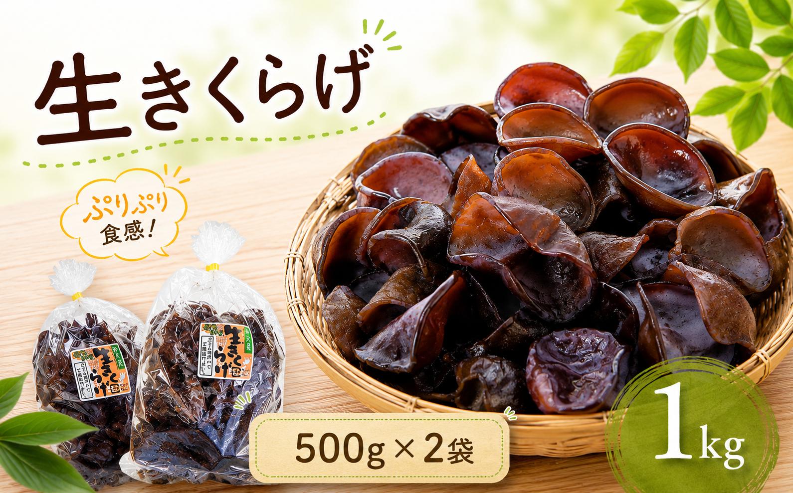 
                  生きくらげ 1kg ( 500g × 2袋 ) | きくらげ キクラゲ きのこ キノコ 生きくらげ 生キクラゲ 野菜 やさい ヤサイ 季節限定 新鮮 栗原しいたけ園 埼玉県 所沢市
                