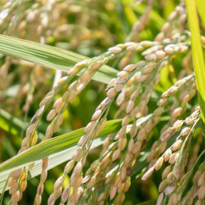 ふるさと納税 南魚沼市 【令和7年産 】南魚沼産こしひかり「秋雪」無洗米10kg 新潟県の特A地区南魚沼市の美味しいお米 |  | 03