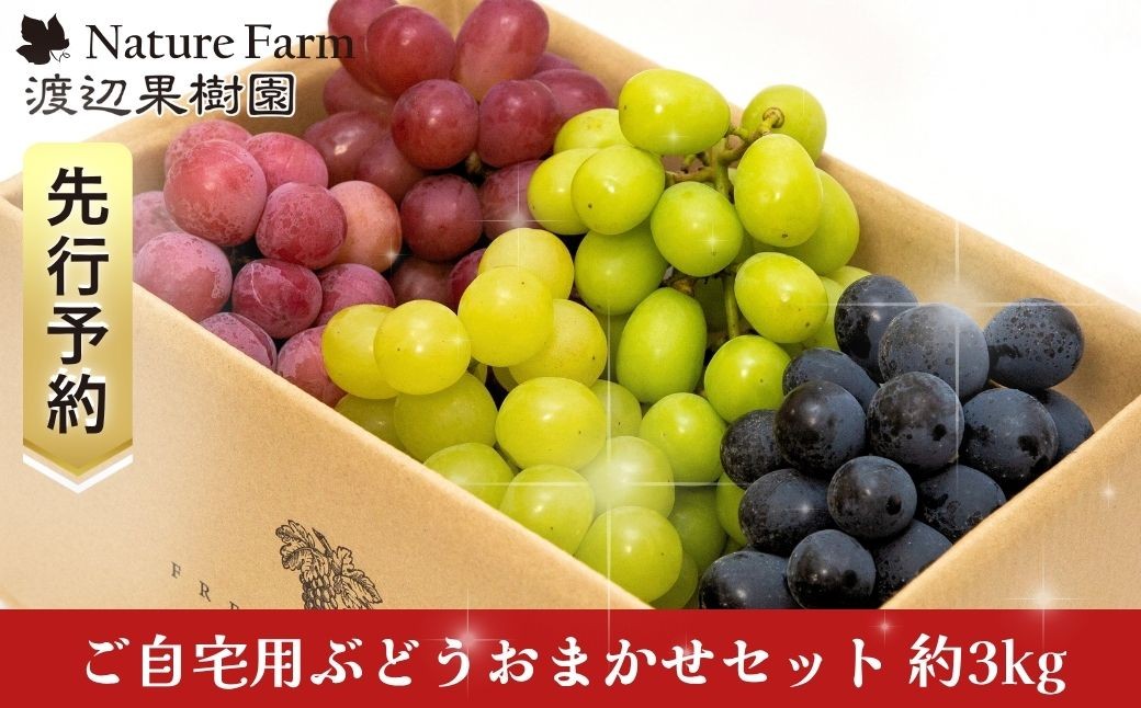 
                  先行予約 ご自宅用ぶどうおまかせセット 約3kg 令和8年度 自家用 新潟県 三条市産 シャインマスカット ぶどう [渡辺果樹園] 【028S056】
                