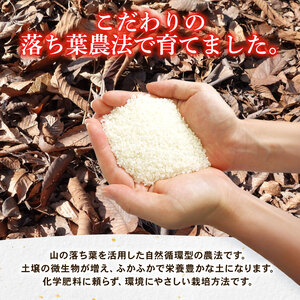 【パックご飯】無洗米 京都府産キヌヒカリ パックご飯 300g×6個 龍の森