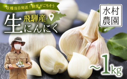 
                  《先行予約》飛騨産 生にんにく 選べる内容量 300g 500g 1kg  生ニンニク【6月中旬～下旬発送】水村農園 [Q3220] 
                