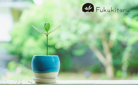 Fukukitaru-フクキタル-　観葉植物　フクギ インテリア おしゃれ 陶芸 やちむん 沖縄 プレゼント ギフト お土産 贈答 人気 おすすめ ふくぎ 貴重 陶器 フクギ並木 ガーデン 鉢 陶器鉢