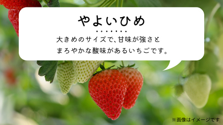 【 先行予約 】 【 定期コース 】 厳選 いちご 4パック 【 毎月 第2木曜に全3回発送 初回発送 2026年1月15日 】 ( 茨城県共通返礼品 : 常陸太田市 ) 約260g×4パック いばら