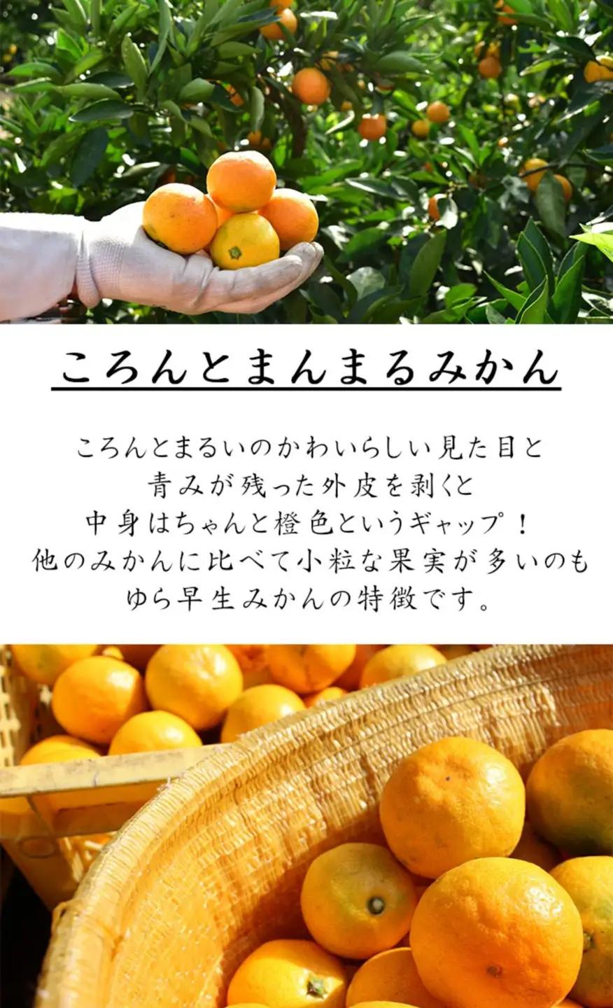訳あり 極早生みかん ゆら早生 2S・3S混合 5kg 和歌山みかん