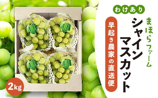 【2026年度発送分】早起き農家の直送便　わけありシャインマスカット2kg_シャインマスカット 訳あり ぶどう 葡萄 ブドウ 果物 くだもの フルーツ 岡山県 津山市 家庭用 自宅用 産直 産地直送 送料無料【1428073】