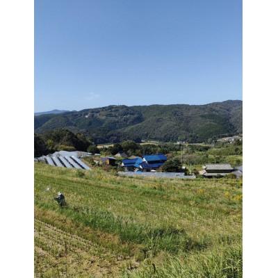 ふるさと納税 久米南町 岡山県産 自然豊かな棚田米コシヒカリ(玄米) 10kg |  | 02