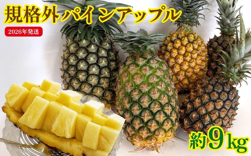 
            規格外パインアップル　約9kg【2026年発送】 パイン パインアップル パイナップル ボゴール ゴールドバレル ピーチパイン サンドルチェ ホワイトココ 規格外 訳あり 生産量日本一 国産 国産パイン おまかせ 南国 トロピカル 予約 先行予約 沖縄 東村
          