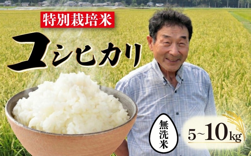 
                  【5日～1ヶ月程度発送】 新潟 コシヒカリ 特別栽培米 選べる 容量 5kg 10kg 米 無洗米 農家 直送 新潟県 こめ ご飯 ごはん おいしい こしひかり 産地直送 新発田 新発田産 新潟産 朝食 昼食 夕飯 おにぎり 炊きたて おすすめ 精米 ファームサクセス 新発田市 success003P
                