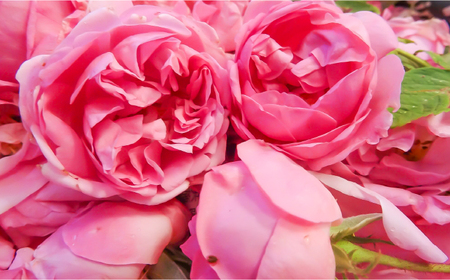 ＜新感覚！バラの香りにつつまれる炭酸飲料＞セイントローズ 500ml×12本入 佐賀県/株式会社Rose [41AAAS014]