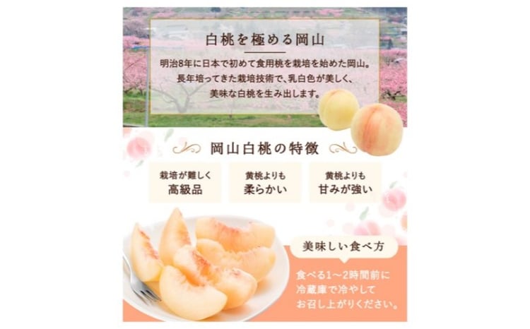 桃 2026年 先行予約 白桃 5玉 (1.5kg以上) 等級：ロイヤル 木箱入り もも モモ 岡山県産 国産 フルーツ 果物 セット ギフト