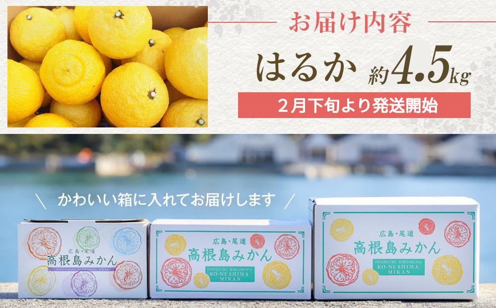 爽やかな甘さのはるか　4.5ｋｇ　＜2026年2月下旬より発送開始＞【はるか みかん フルーツ 果物 青果 柑橘 尾道市】