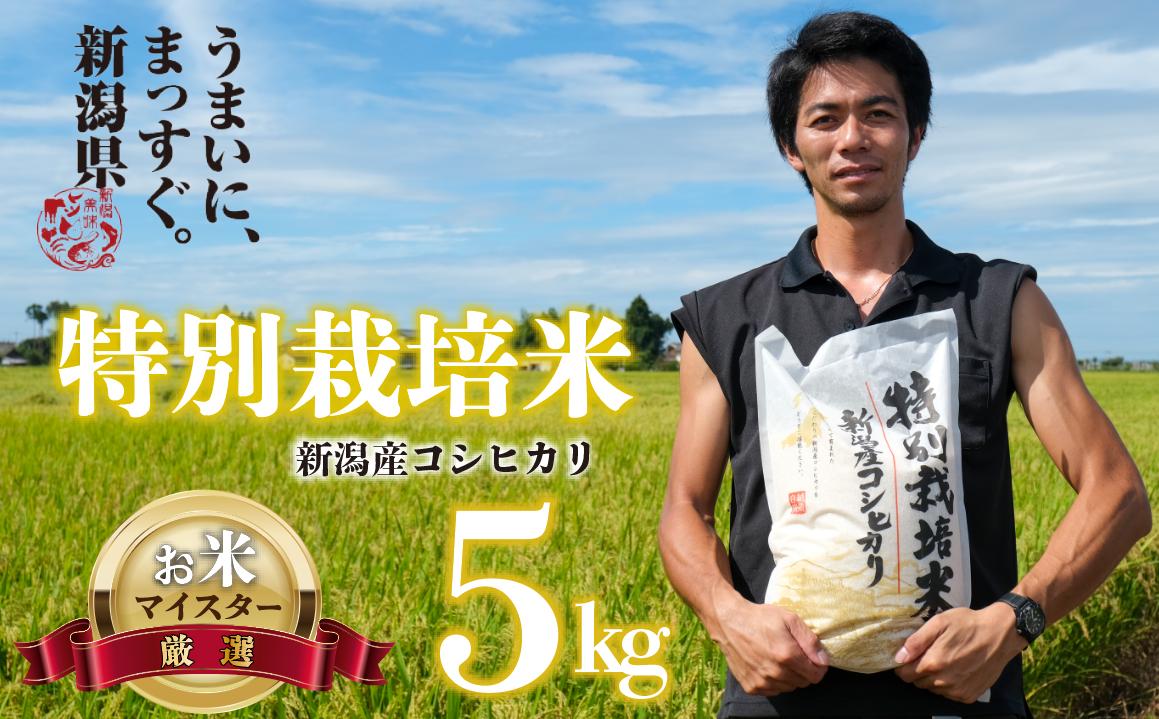 
            新米 白米 コシヒカリ 5kg 令和6年産 特別栽培米 こしひかり ご飯 備蓄 コメ お米 米 こめ しんまい 新潟産 新潟米 新潟県 新潟 新発田 新発田市 国産 斗伸
          