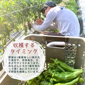 旬の味！お野菜 詰め合わせ BOX 8～10品目（栽培期間中 農薬・化学肥料不使用） 【めぐる農園】京都 亀岡 京野菜 農家より直送  野菜 野菜詰め合わせ 野菜セット 厳選野菜 旬野菜 京都府野菜 