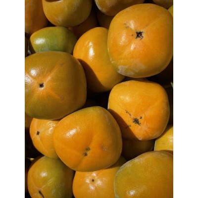 ふるさと納税 橋本市 【先行受付】キタヤマ果樹園のたねなし柿　ファミリーパック(家庭用)15〜20個入り(L〜3L) |  | 02