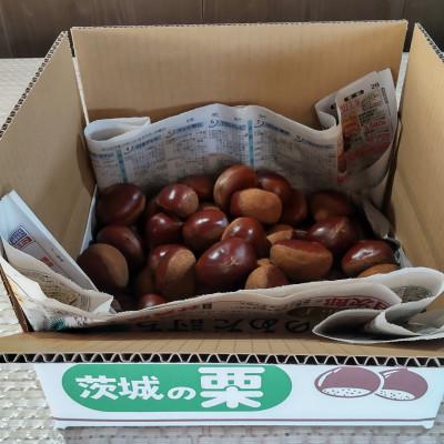 ふるさと納税 かすみがうら市 【2026年10月発送開始】産地直送!久保田果樹園の生栗2Lサイズ約3kg |  | 03