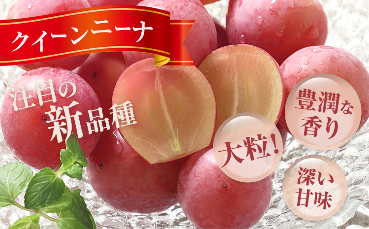 【先行予約】シャインマスカット ＆ クイーンニーナ 各１房 計約1.2kg《9月中旬-10月中旬頃出荷》テレビせとうち株式会社 冷蔵 果物 ブドウ 送料無料 岡山県 浅口市 シャインマスカット【配送不