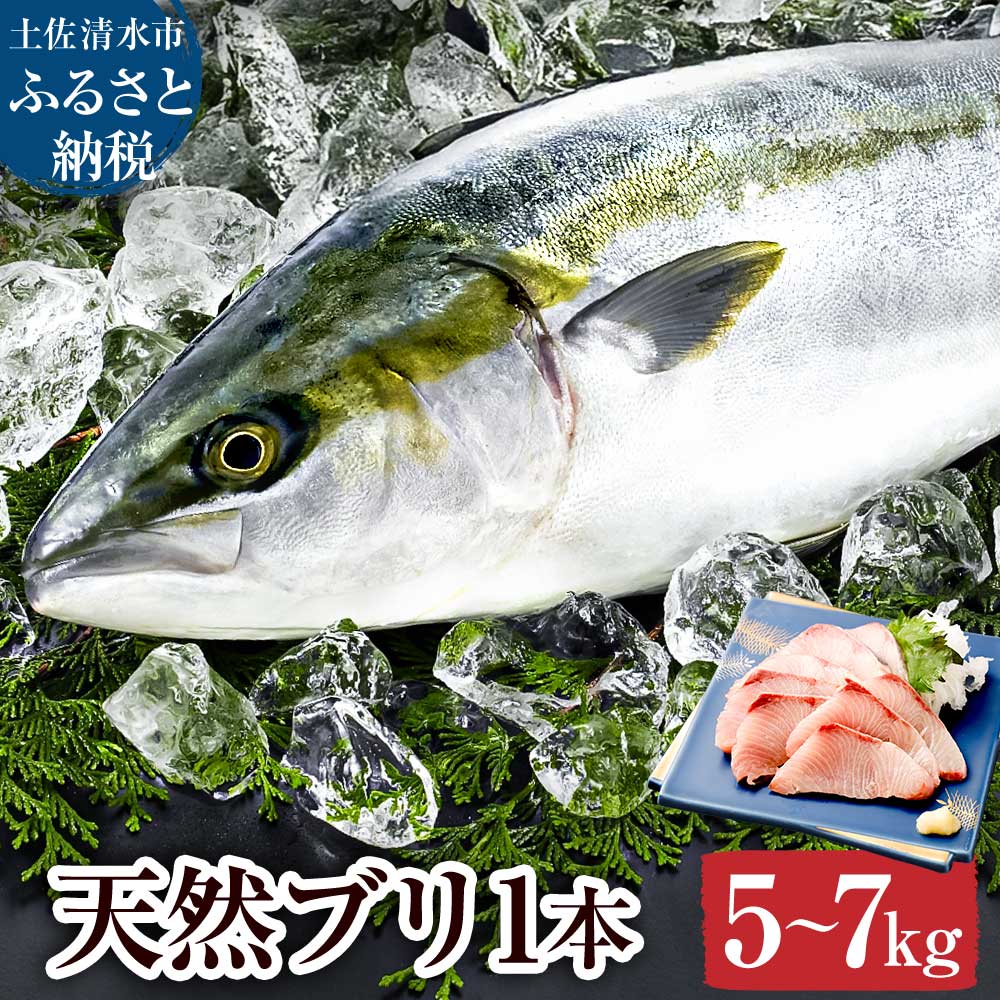 【ふるさと納税】天然ブリ1本（5kg～）下処理なし まるごと直送便 令和8年3月以降発送※着日指定不可※ 2026年発送 先行予約 鮮魚 お刺身 刺身 たたき ぶりしゃぶ ぶり大根 塩焼き ぶり 1匹 1尾 天然 ぶり 冷蔵 新鮮 魚 おいしい 人気 しゃぶしゃぶ たたき 海鮮丼【R01211】