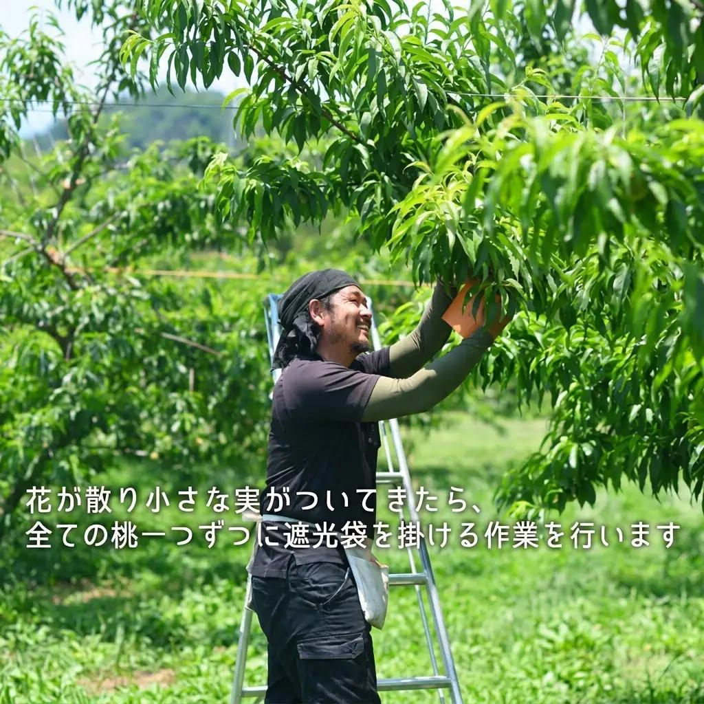 桃 2026年 先行予約 清水白桃 約2.2kg 大玉 6～7玉  岡山県産 桃
