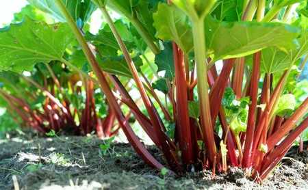 クラフトビール ルバーブ ビール ホワイト 4本 セット 長野 地ビール