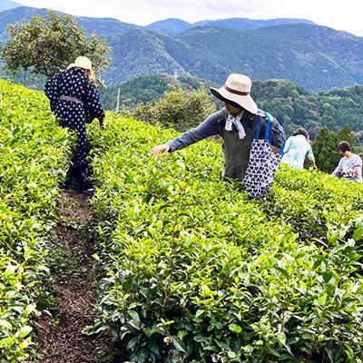 ふるさと納税 山北町 【神奈川の水源の森が育てた浅蒸し緑茶】龍集茶80g 3P |  | 03