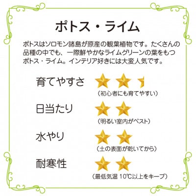 ポトスライムの苔玉 おしゃれなインテリア 300g