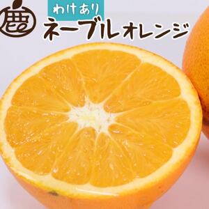 家庭用 ネーブルオレンジ5kg+250g(傷み補償分)【光センサー選別】【柑橘・ジュース】【訳あり】【1532411】