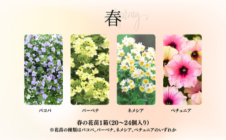 春夏秋冬 季節を感じる箱いっぱいの花苗（年4回 季節ごとにお届け) | 定期便