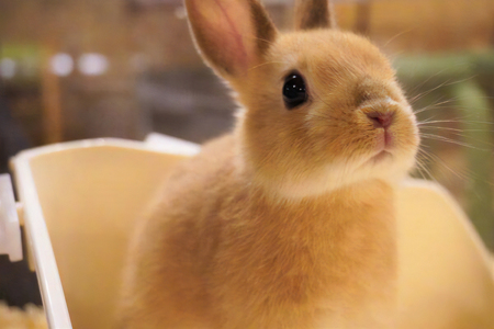 東京ドイツ村 入園チケット 1枚＋昆虫爬虫類王国＆ふわもこ動物王国 1日入場引換券 3名様分 [0615]
