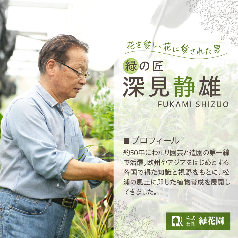 緑の匠が選んだ観葉植物 素敵な空間づくりに 多肉植物3種( 観葉植物 多肉植物 インテリア 植物 贈り物 送料無料 )【150-0005】
